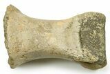 Rare Tyrannosaurus rex (T-Rex) Toe Bone Fossil - Wyoming #382411-3